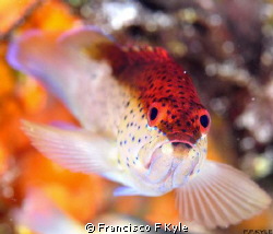 INTENSITY RED by Francisco F Kyle 